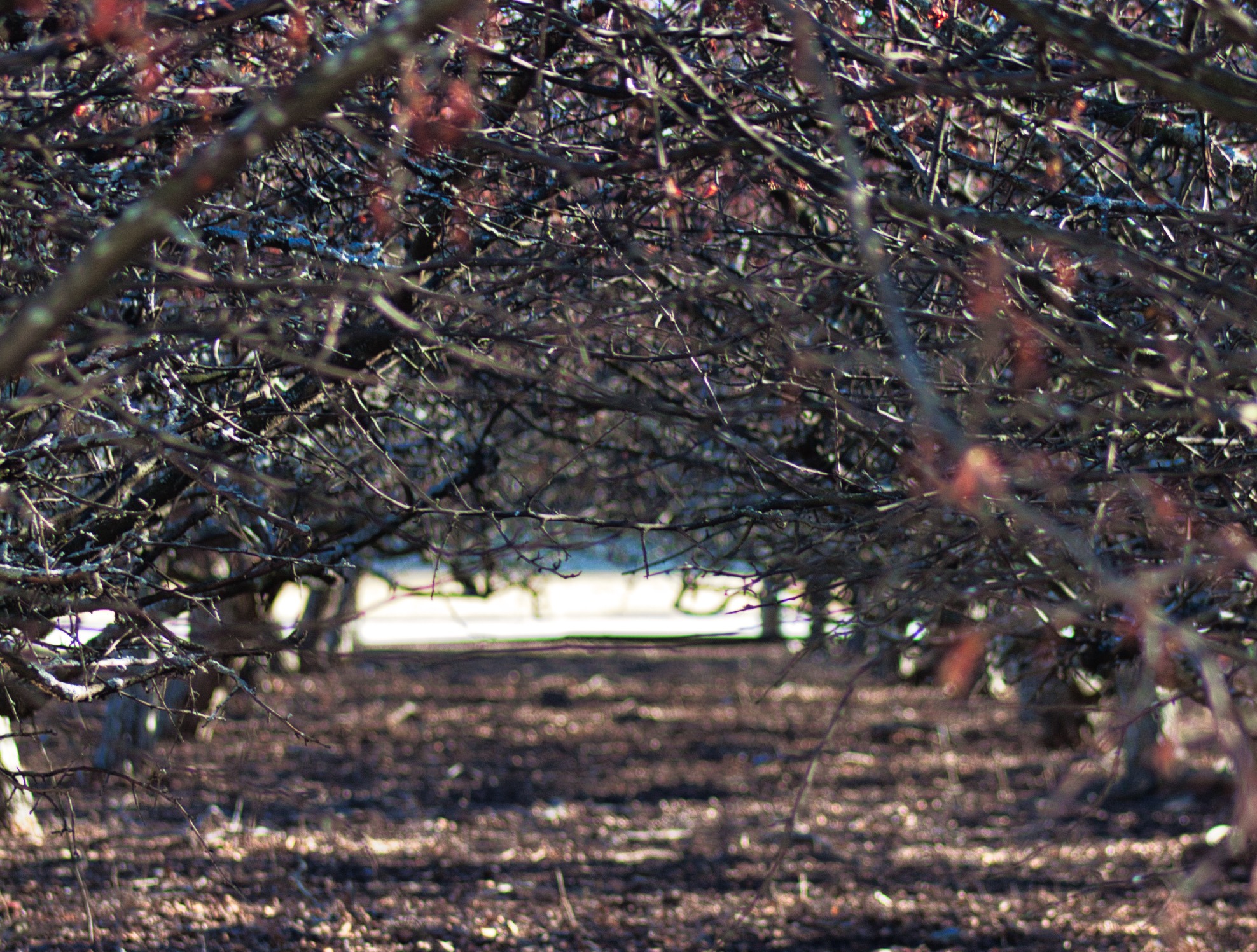 A path of trees that have a walkway underneath