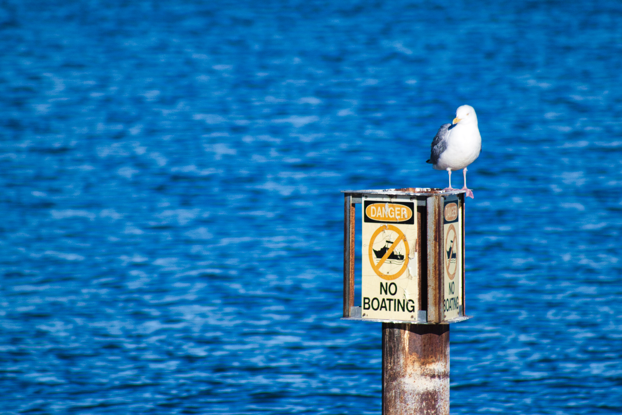 A pelican sitting on a log in water